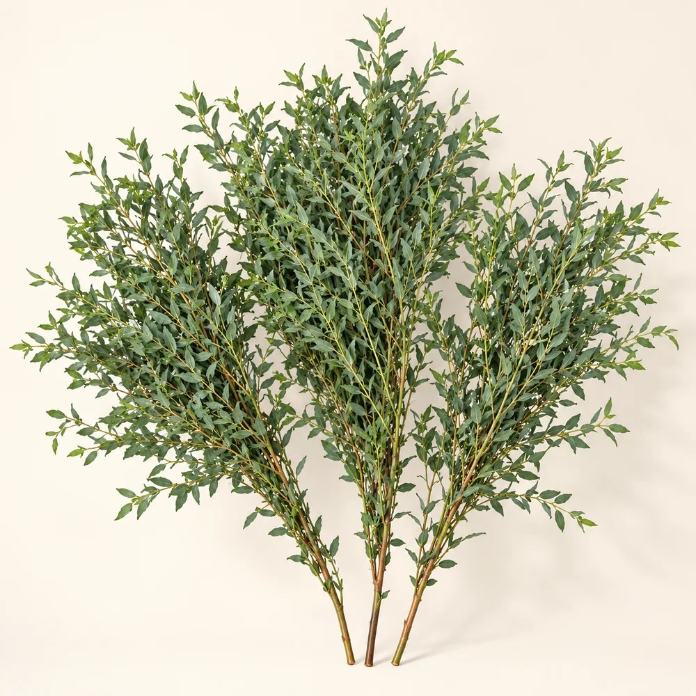Parvifolia eucalyptus