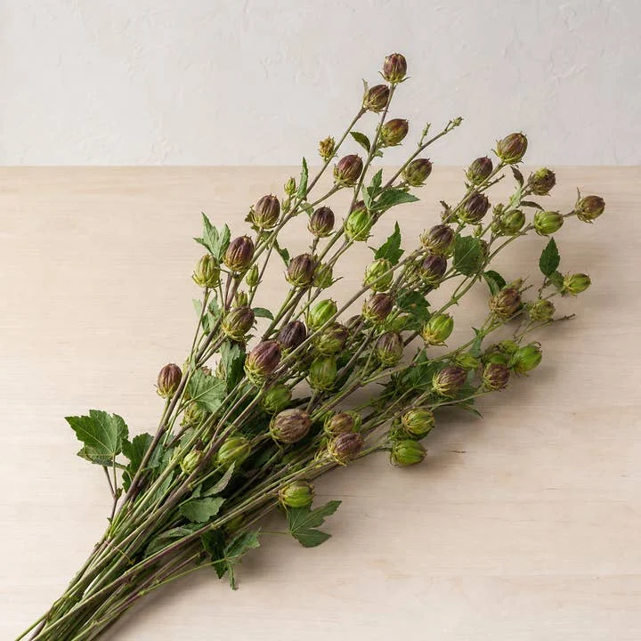 Hibiscus pods