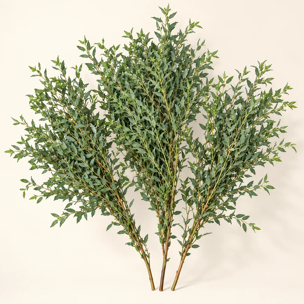 Parvifolia eucalyptus