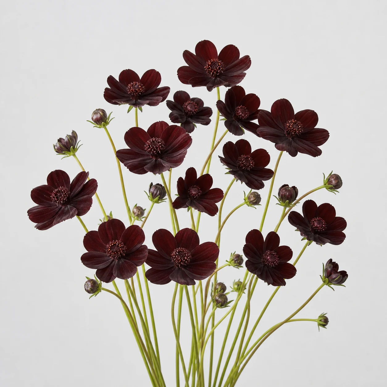 Cosmos