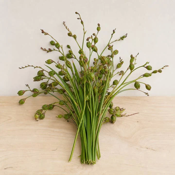 Crocosmia pods