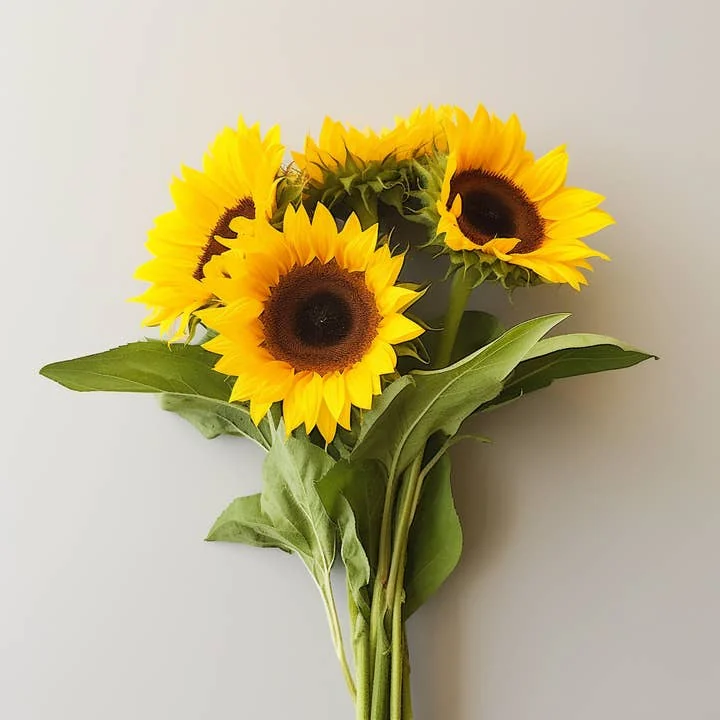 Yellow and bicolor sunflowers