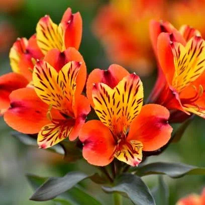 Alstroemeria
