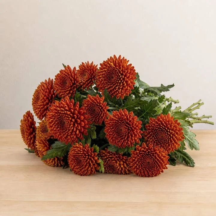 Bronze football mums