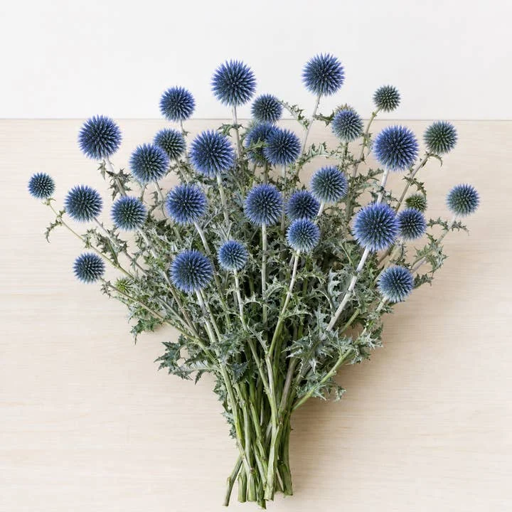 Globe thistle