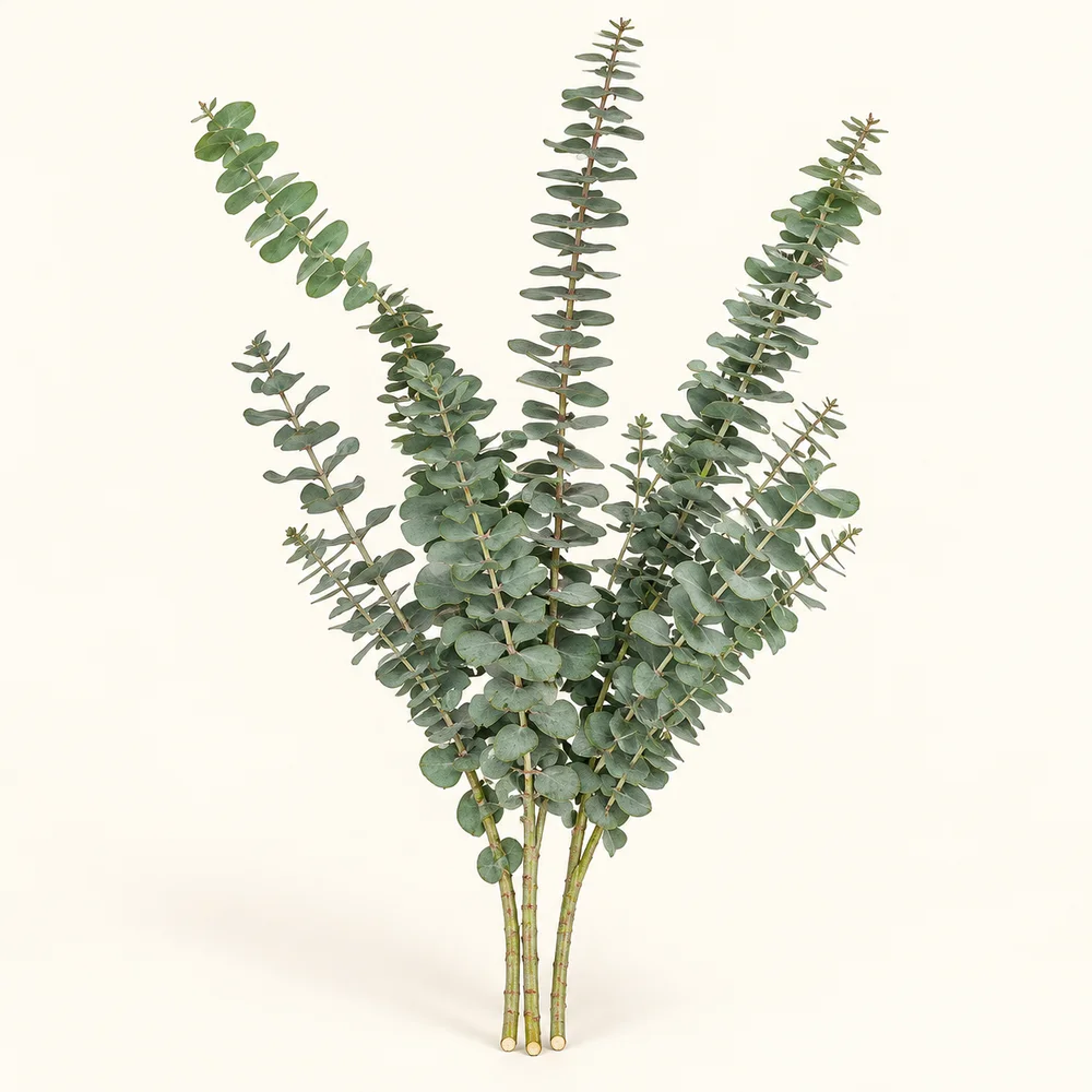 True blue eucalyptus