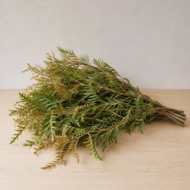 Grevillea