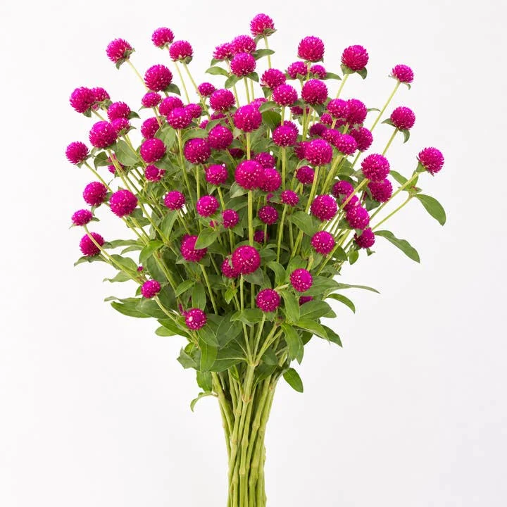 Globe amaranth