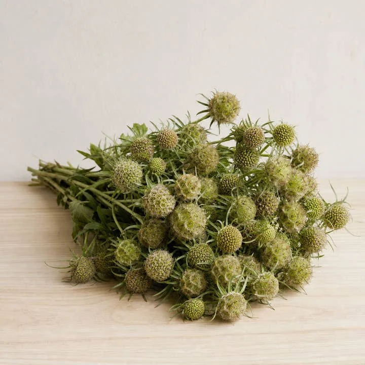 Pincushion pods