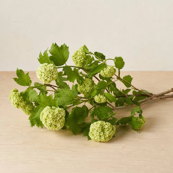 Viburnum